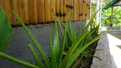 Aloe at Rose Apartments