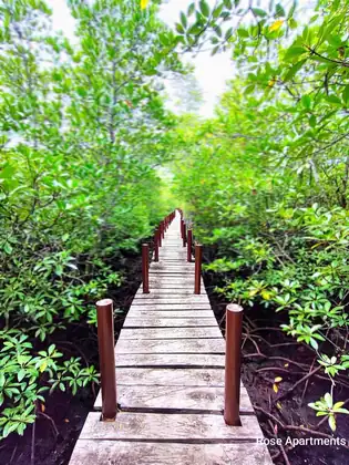 Mangrove Anda Bohol
