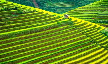 Rice Terraces Pilar Bohol Philippines